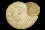 Jurassic Ammonite (Perisphinctes) Fossil - Madagascar #182014-1